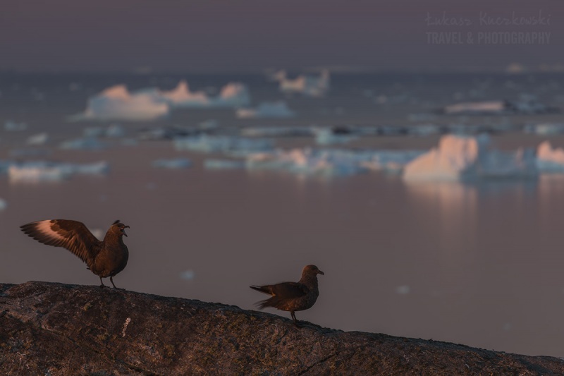 _M4_0109-antarktyda-skua