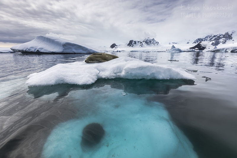 _M4_0442-antarktyda-foka-gora-lodowa