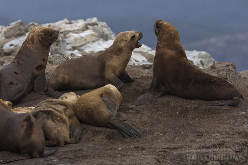 _M4_3688-antarktyda-beagle-Ushuaia-foki
