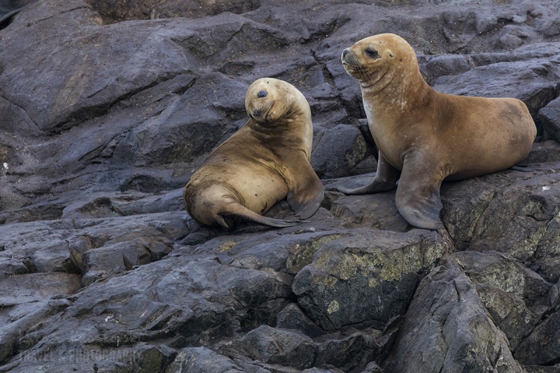 _M4_3694-antarktyda-Beagle-Ushuaia-foki