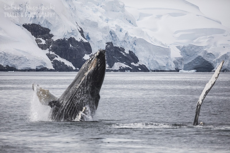 _M4_7563-antarktyda-wieloryb