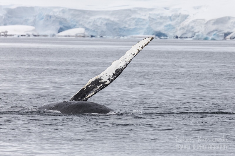 _M4_7580-antarktyda-wieloryb