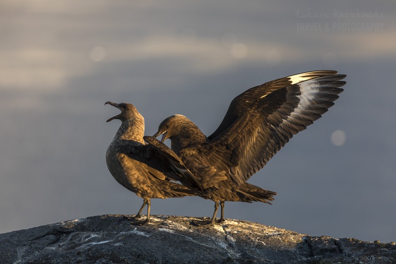 _M4_9772-antarktyda-skua