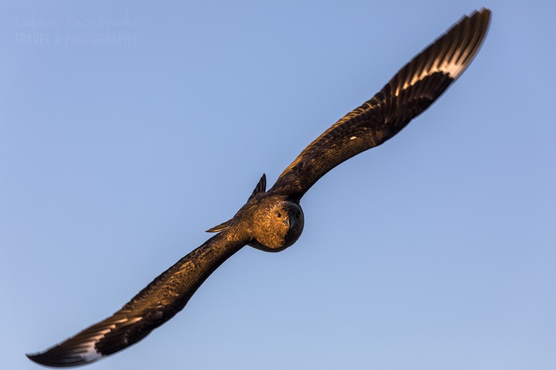 _M4_9906-antarktyda-skua