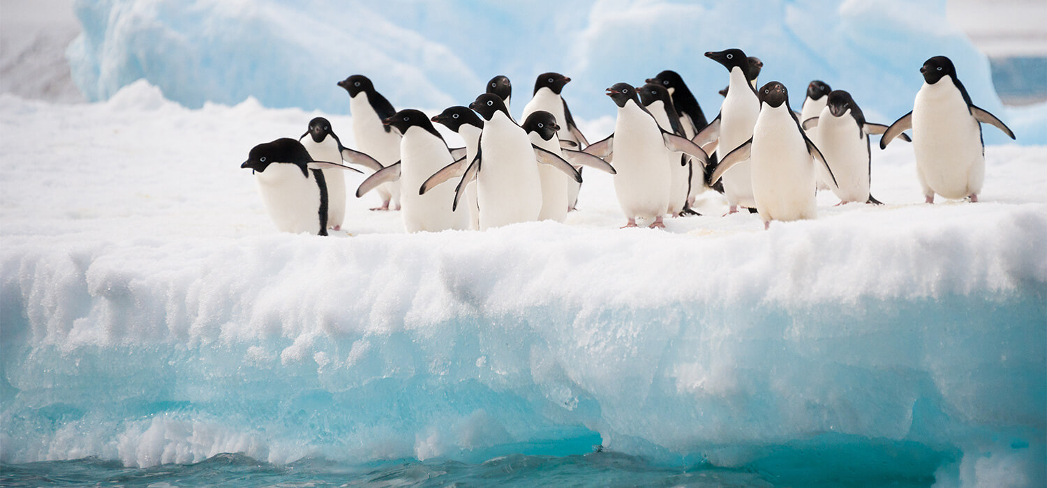 pingwiny-antarktyda
